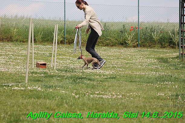 Agility 14.6.2015 Caissa, Haralda, Sisi (37)