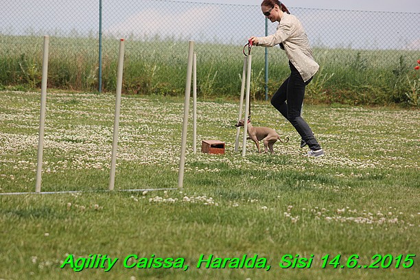 Agility 14.6.2015 Caissa, Haralda, Sisi (38)