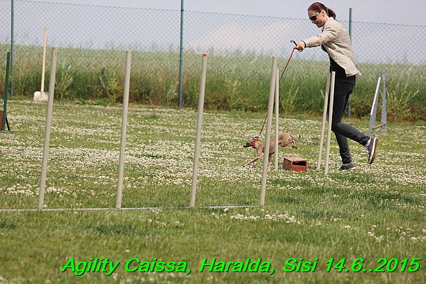 Agility 14.6.2015 Caissa, Haralda, Sisi (39)