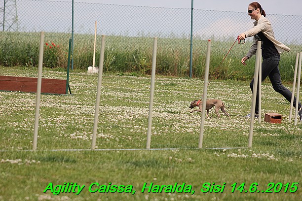 Agility 14.6.2015 Caissa, Haralda, Sisi (40)