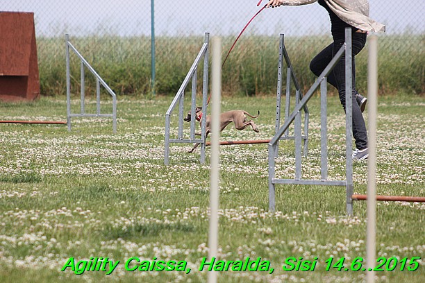 Agility 14.6.2015 Caissa, Haralda, Sisi (41)