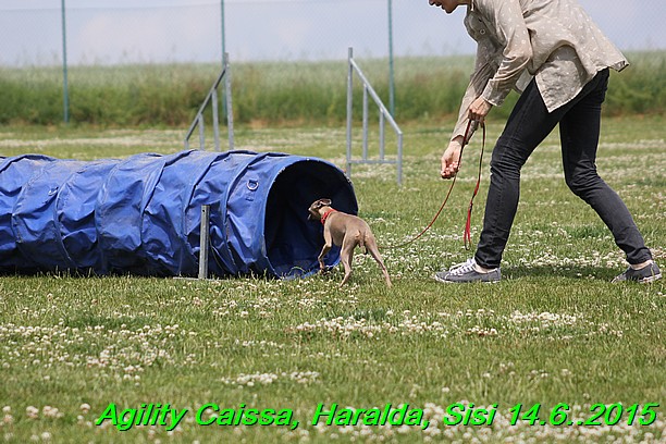 Agility 14.6.2015 Caissa, Haralda, Sisi (42)