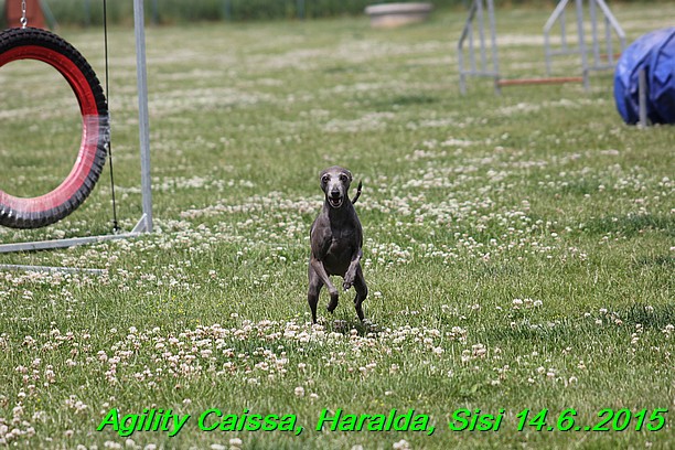 Agility 14.6.2015 Caissa, Haralda, Sisi (45)