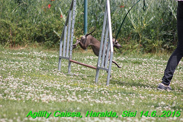 Agility 14.6.2015 Caissa, Haralda, Sisi (52)