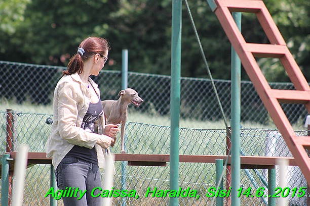 Agility 14.6.2015 Caissa, Haralda, Sisi (54)