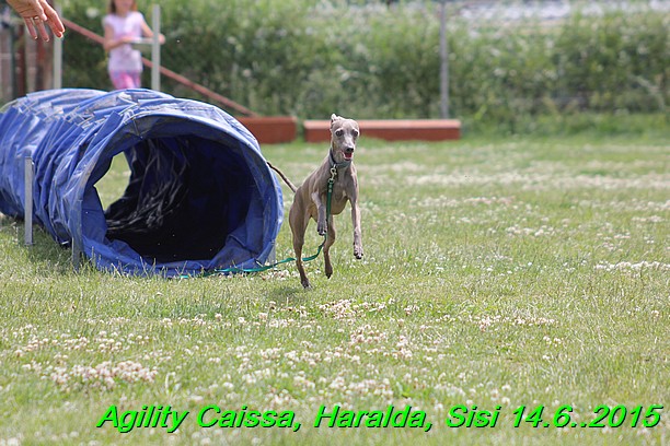 Agility 14.6.2015 Caissa, Haralda, Sisi (57)