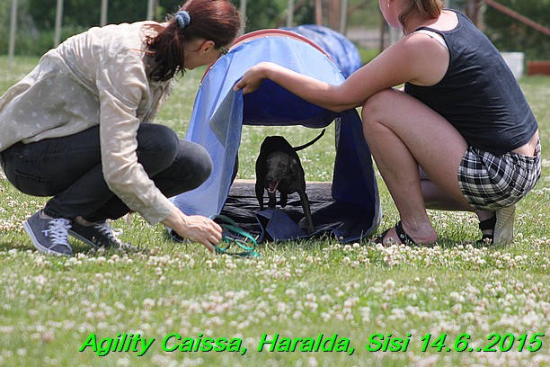 Agility 14.6.2015 Caissa, Haralda, Sisi (58)