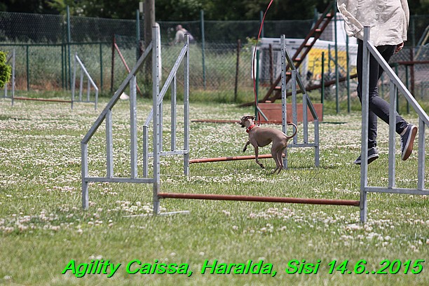 Agility 14.6.2015 Caissa, Haralda, Sisi (64)