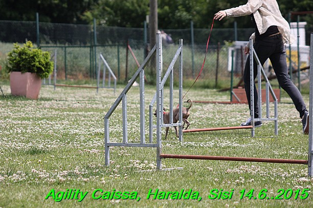 Agility 14.6.2015 Caissa, Haralda, Sisi (65)