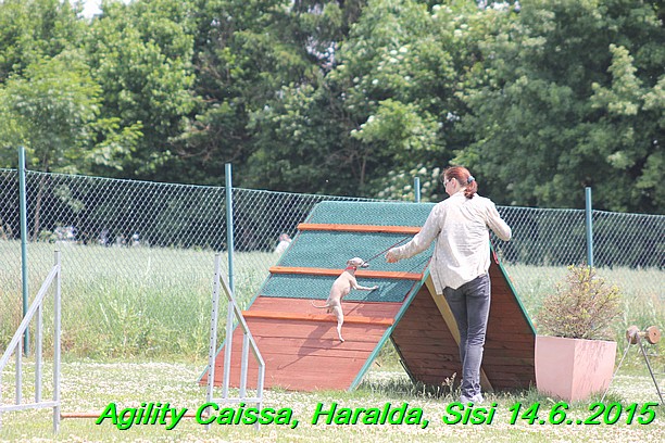 Agility 14.6.2015 Caissa, Haralda, Sisi (67)