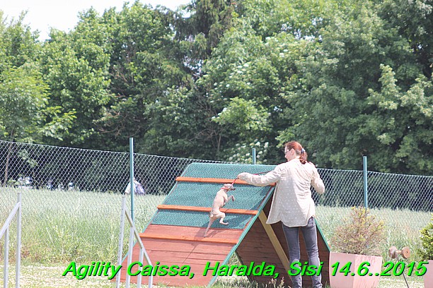 Agility 14.6.2015 Caissa, Haralda, Sisi (68)