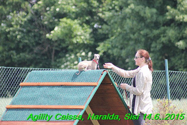 Agility 14.6.2015 Caissa, Haralda, Sisi (70)