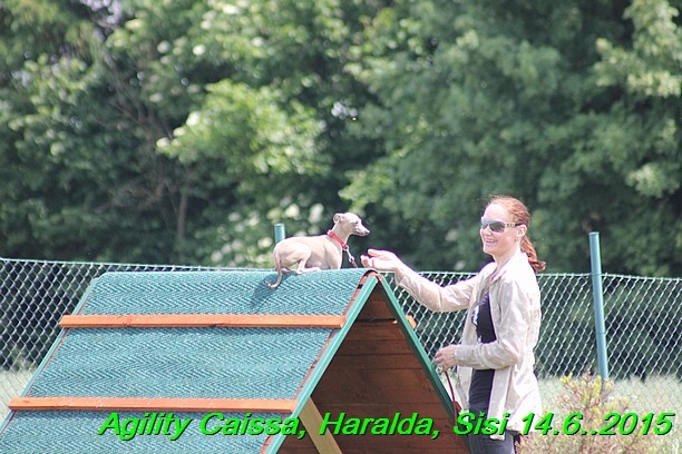 Agility 14.6.2015 Caissa, Haralda, Sisi (71)