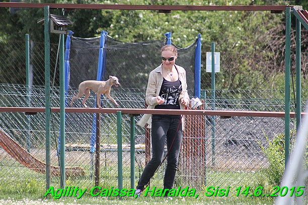 Agility 14.6.2015 Caissa, Haralda, Sisi (73)