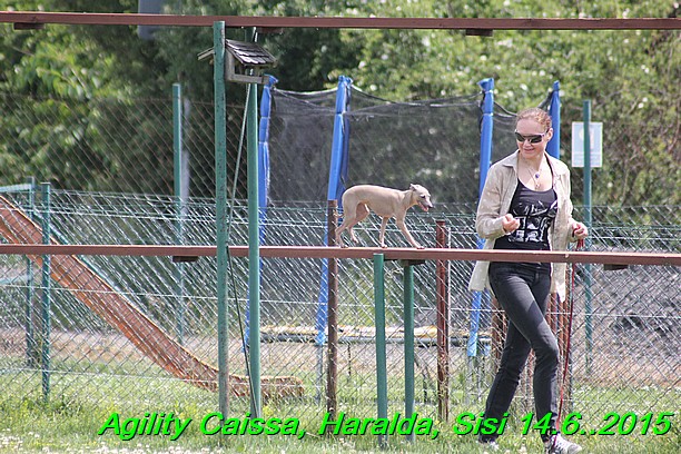 Agility 14.6.2015 Caissa, Haralda, Sisi (74)