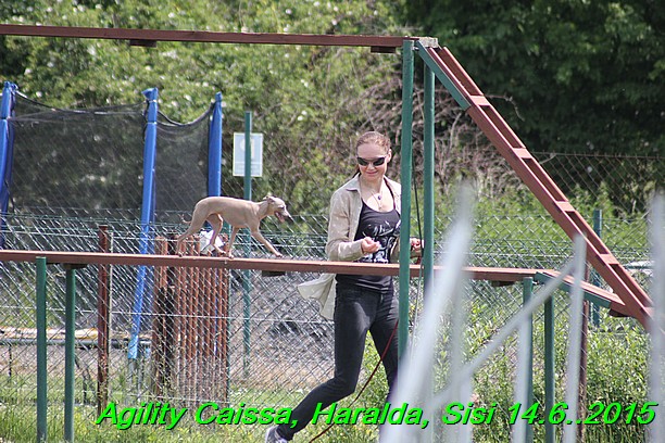 Agility 14.6.2015 Caissa, Haralda, Sisi (77)