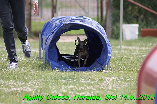 Agility 14.6.2015 Caissa, Haralda, Sisi (78)