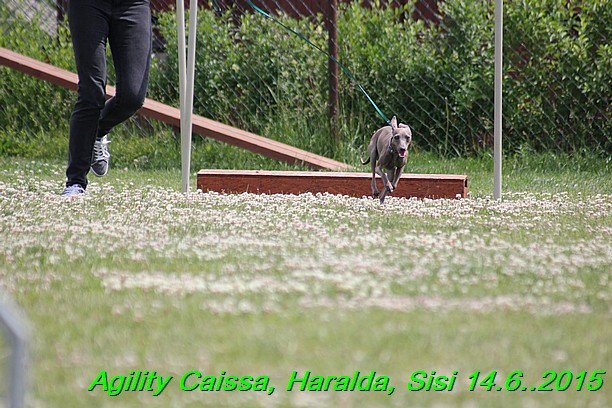 Agility 14.6.2015 Caissa, Haralda, Sisi (80)