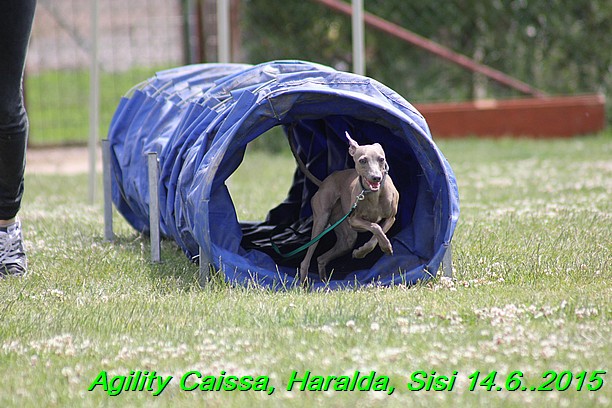 Agility 14.6.2015 Caissa, Haralda, Sisi (82)