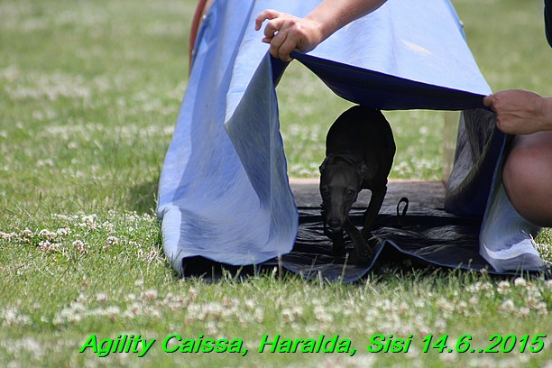 Agility 14.6.2015 Caissa, Haralda, Sisi (83)