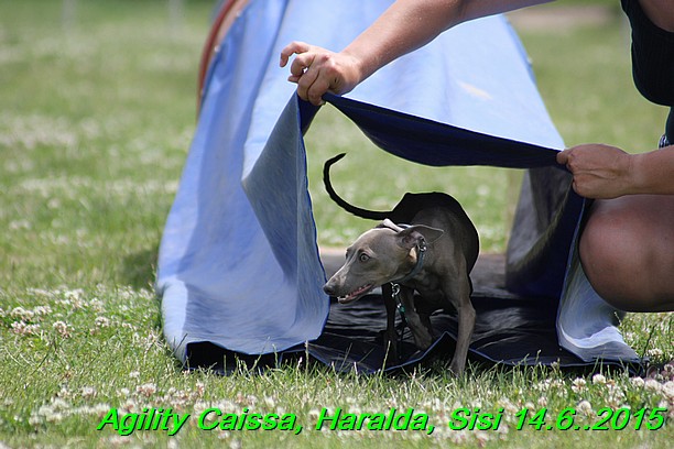 Agility 14.6.2015 Caissa, Haralda, Sisi (84)