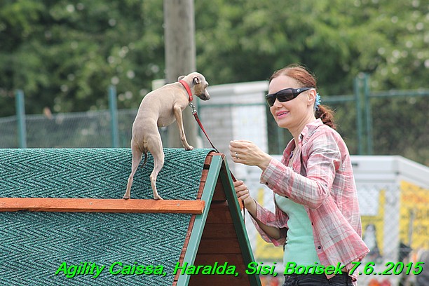 Agility 7.6.2015 Sisi, Caissa, Haralda, Borisek (2)