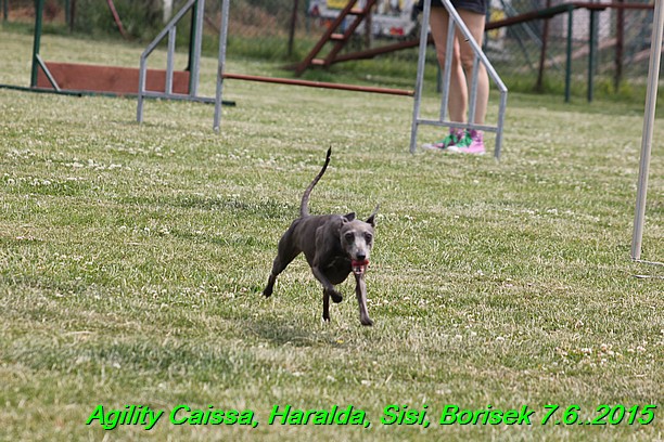 Agility 7.6.2015 Sisi, Caissa, Haralda, Borisek (3)