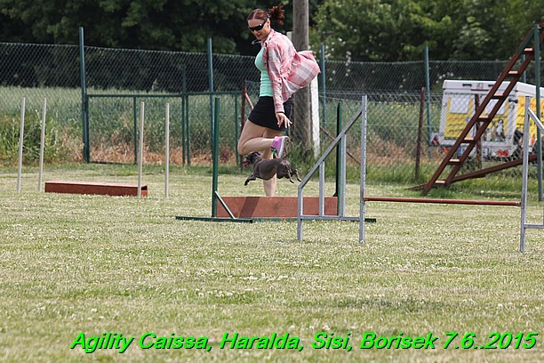 Agility 7.6.2015 Sisi, Caissa, Haralda, Borisek (4)