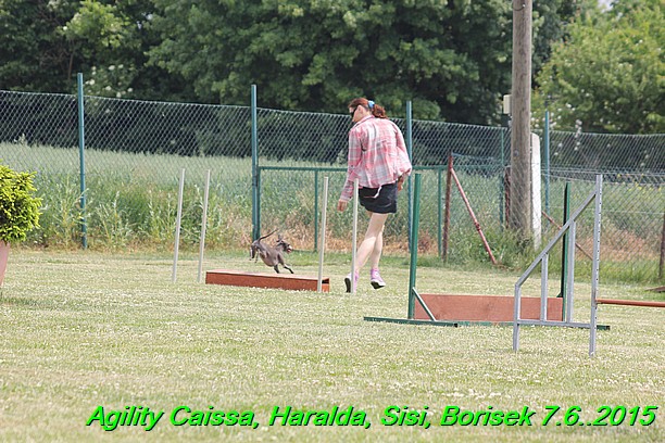 Agility 7.6.2015 Sisi, Caissa, Haralda, Borisek (5)