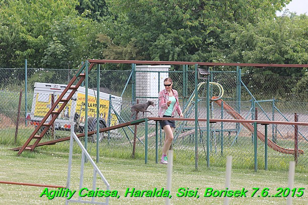 Agility 7.6.2015 Sisi, Caissa, Haralda, Borisek (6)