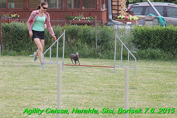 Agility 7.6.2015 Sisi, Caissa, Haralda, Borisek (9)