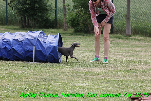 Agility 7.6.2015 Sisi, Caissa, Haralda, Borisek (10)