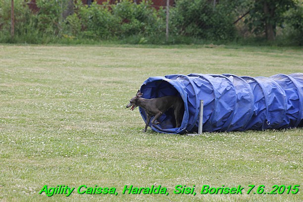 Agility 7.6.2015 Sisi, Caissa, Haralda, Borisek (11)