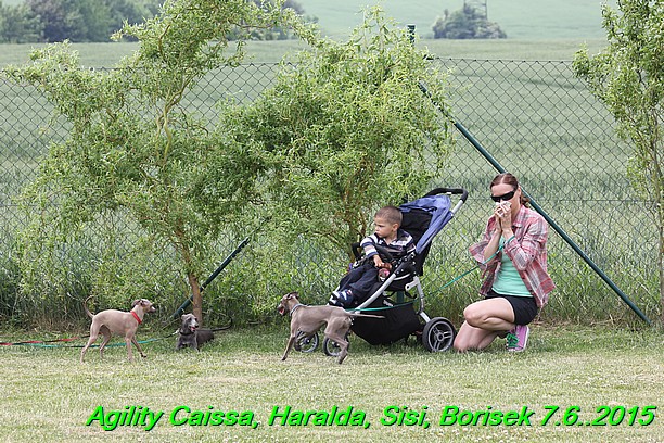 Agility 7.6.2015 Sisi, Caissa, Haralda, Borisek (12)