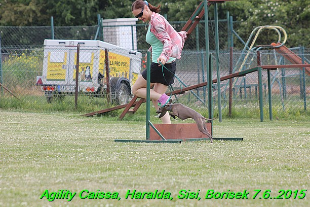 Agility 7.6.2015 Sisi, Caissa, Haralda, Borisek (14)