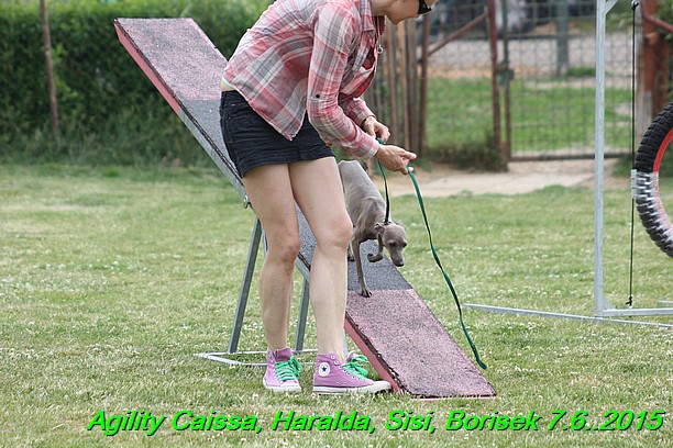 Agility 7.6.2015 Sisi, Caissa, Haralda, Borisek (16)