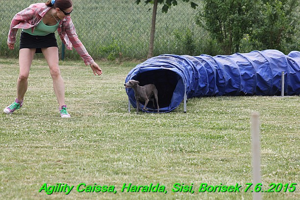 Agility 7.6.2015 Sisi, Caissa, Haralda, Borisek (17)