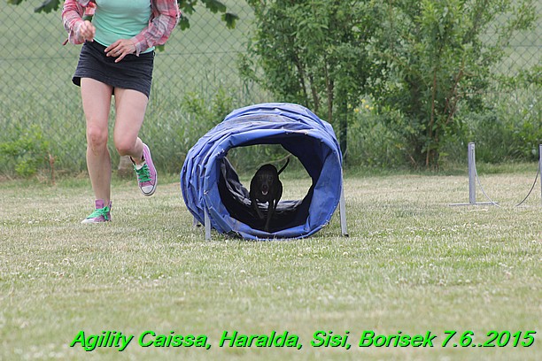 Agility 7.6.2015 Sisi, Caissa, Haralda, Borisek (22)