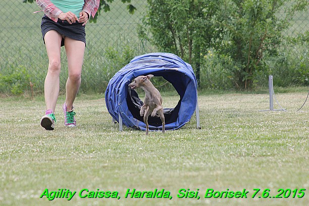 Agility 7.6.2015 Sisi, Caissa, Haralda, Borisek (23)