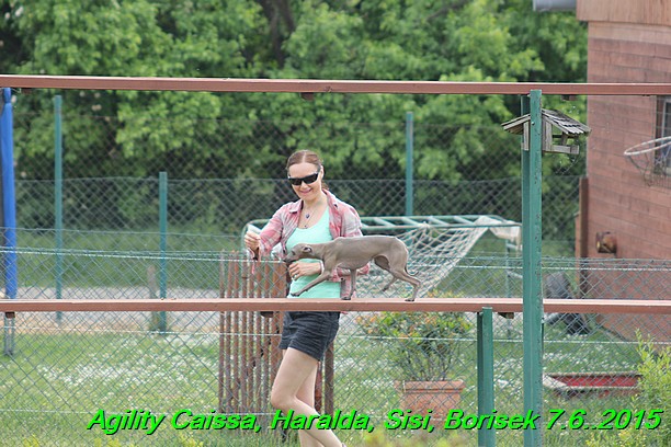 Agility 7.6.2015 Sisi, Caissa, Haralda, Borisek (26)