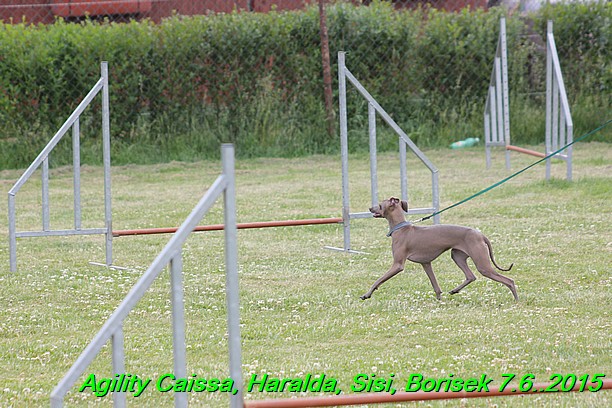 Agility 7.6.2015 Sisi, Caissa, Haralda, Borisek (28)