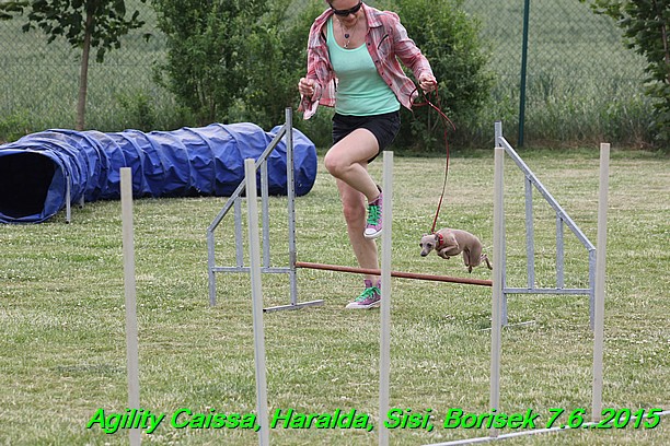 Agility 7.6.2015 Sisi, Caissa, Haralda, Borisek (29)