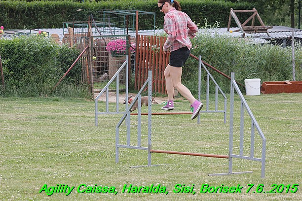 Agility 7.6.2015 Sisi, Caissa, Haralda, Borisek (30)