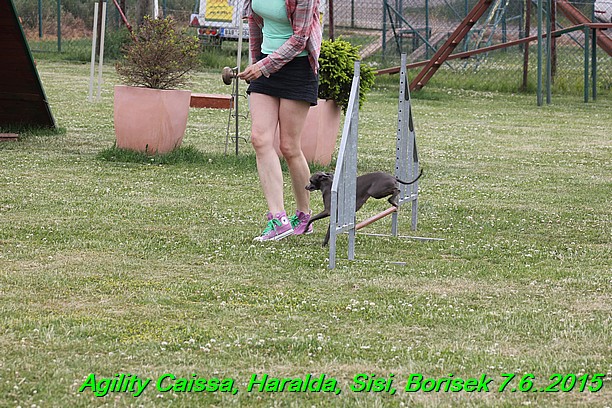 Agility 7.6.2015 Sisi, Caissa, Haralda, Borisek (33)