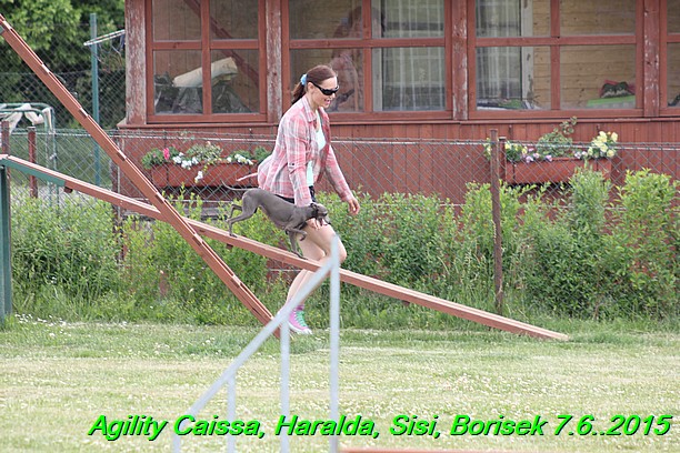 Agility 7.6.2015 Sisi, Caissa, Haralda, Borisek (35)