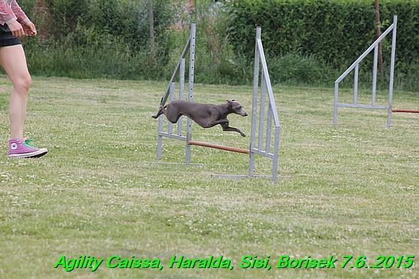 Agility 7.6.2015 Sisi, Caissa, Haralda, Borisek (36)