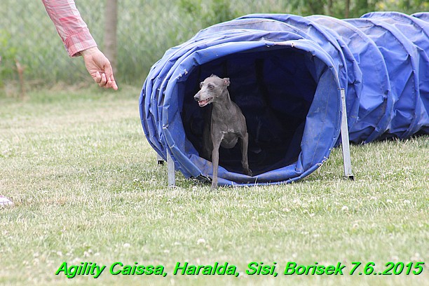 Agility 7.6.2015 Sisi, Caissa, Haralda, Borisek (38)