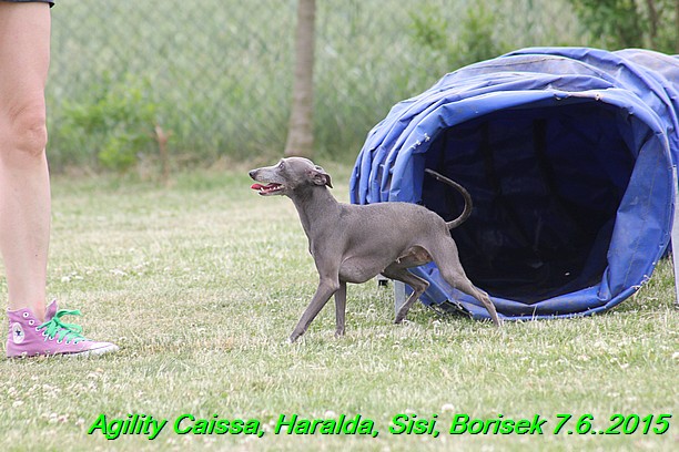 Agility 7.6.2015 Sisi, Caissa, Haralda, Borisek (39)