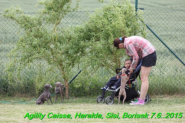 Agility 7.6.2015 Sisi, Caissa, Haralda, Borisek (42)