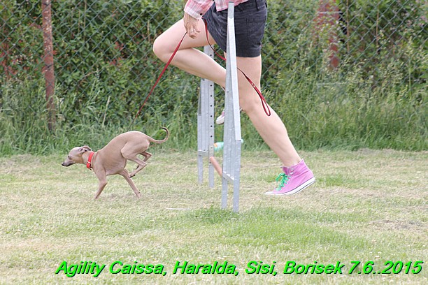 Agility 7.6.2015 Sisi, Caissa, Haralda, Borisek (44)